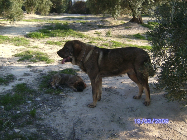 KIRA Y CARRAS (DE ABELGAS)
