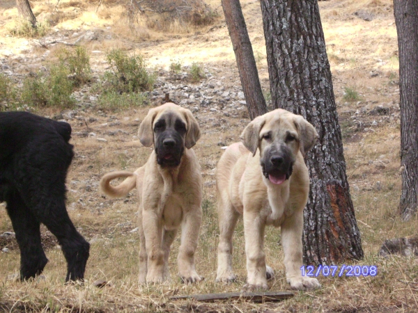 ATILA CON 3 MESES Y MEDIO Y LUNA CON 3 MESES
