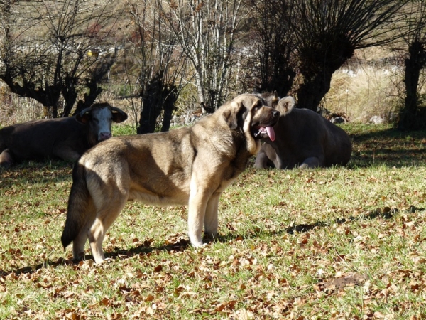 Cachapo de Babia
Hijo de CH. Concha y Ron de Babia
Keywords: babia