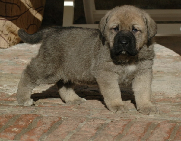 Cachorra  - 1 mes 
Cooper x Babiana de Babia
Keywords: puppyspain puppy cachorro molino