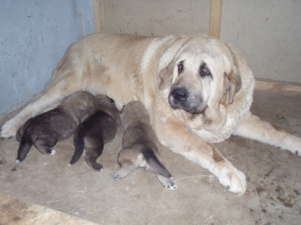 Cachorros de Anaise
Keywords: anaise