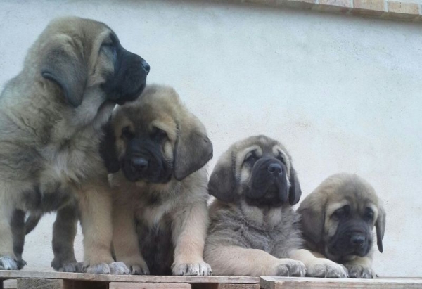 Cachorros del Monte Vizcayo
Keywords: montevizcayo puppyspain