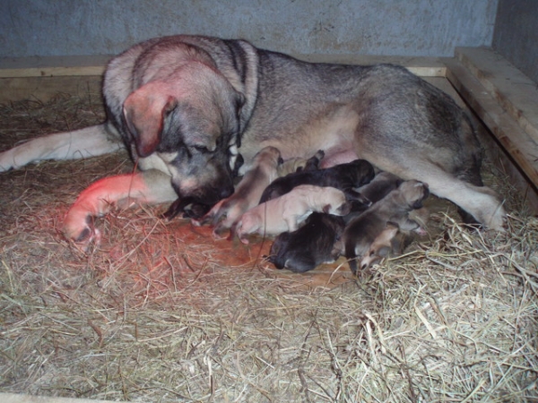 Lupe de Anaise con cachorros macidos 23.08.09
5 Machos y 5 Hembras
Padre: Titan del Dharmapuri 
Keywords: puppyspain anaise