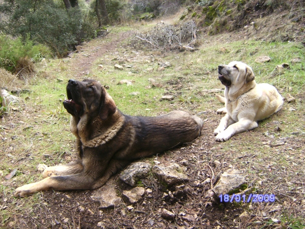 LUNA (9 MESES) Y CARRÁS (8 MESES)
