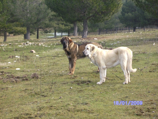 LUNA Y CARRAS
