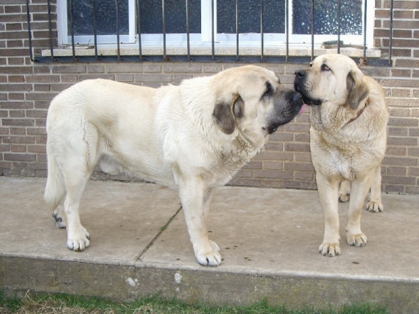 Cooper y Babiana de Babia
Keywords: molino