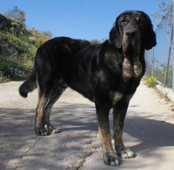 Buba 15 meses
Buba en sus paseos por la sierra de las Nieves
Keywords: buba, sierra, nieves, mastÃ­n espaÃ±ol, mastÃ­n, joven mastÃ­n