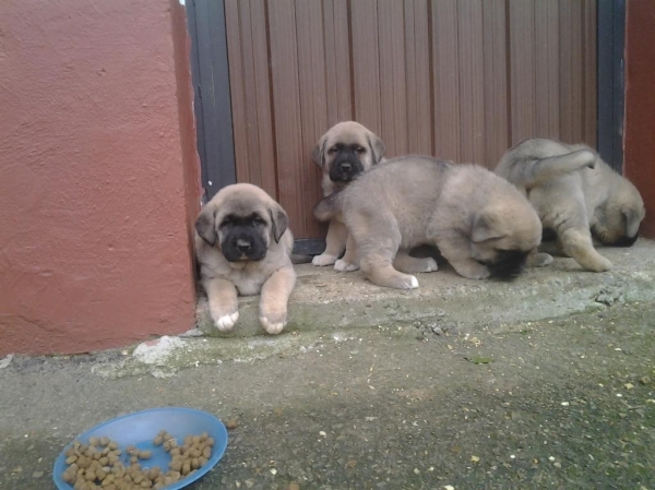 CACHORRAS DE TORANZO
LOLA , GINEBRA, FLOR, LAYA.
Keywords: toranzo