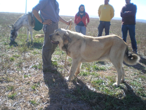 ASTUN DEL VIEJO PARAMO 10 MESES
ASTUN DEL VIEJO PARAMO 10 MESES
Keywords: LEONVERA