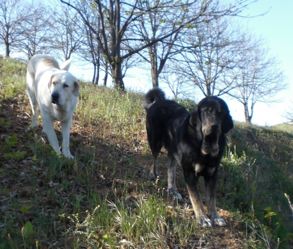 Nero y Buba en los castaños
Mis mejores amigos en un paseo por los castaños 
Keywords: nero, buba, mastÃ­n espaÃ±ol, mastÃ­n, castaÃ±os