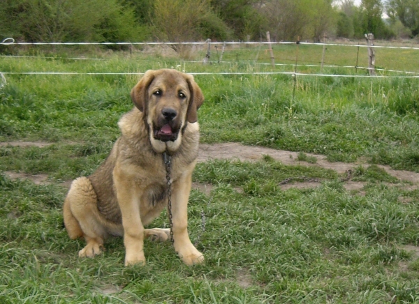 Coto del Molino de la Roma - 5½ meses
(Ron de Babia x Linda)
Keywords: molino