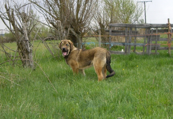 Coto del Molino de la Roma - 5½ meses
(Ron de Babia x Linda)
Keywords: molino