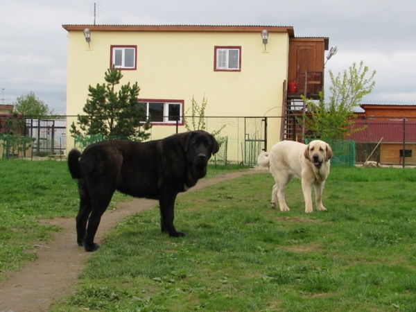 Cueto de Buxionte 7 months and Joko Mastibe 17 months
Keywords: cortedemadrid