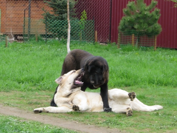 Playing...Cueto de Buxionte 7 months and Joko Mastibe 17 months
Keywords: cortedemadrid