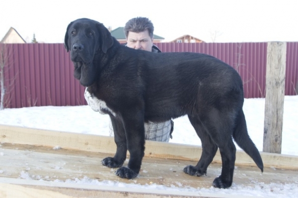 Cueto de Buxionte 5.5 months
(Surco de Fuente Mimbre x Negrita de Buxionte)
Keywords: cortedemadrid