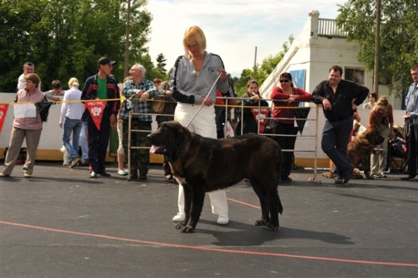 Cueto de Buxionte - Puppy class males, The Cup of Pro Pac 2009, Noginsk, 07.06.09 
Keywords: 2009 cortedemadrid