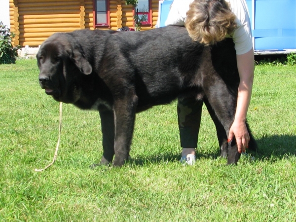 Cueto de Buxionte
Lessons with handler...

(Surco de Fuente Mimbre x Negrita de Buxionte)
Keywords: cortedemadrid