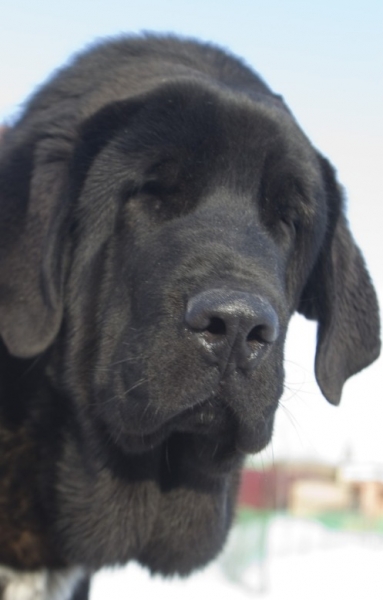 Cueto de Buxionte 5.5 months
(Surco de Fuente Mimbre x Negrita de Buxionte)
Keywords: head portrait cabeza cortedemadrid