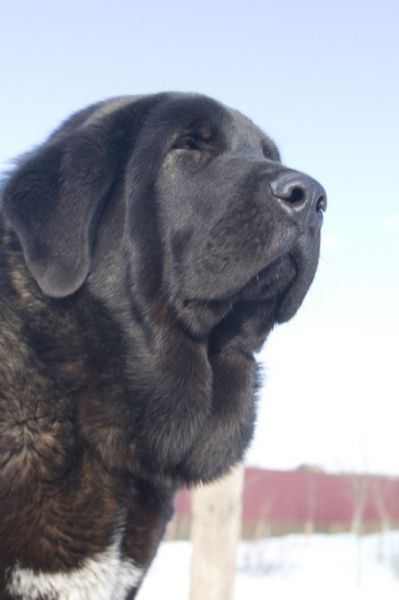 Cueto de Buxionte 5.5 months
(Surco de Fuente Mimbre x Negrita de Buxionte)
Keywords: head portrait cabeza cortedemadrid Madridsky Dvor