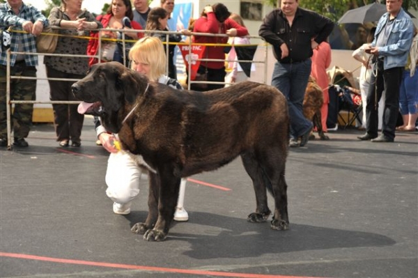 Cueto de Buxionte - Puppy class males, The Cup of Pro Pac 2009, Noginsk, 07.06.09 
Keywords: 2009 cortedemadrid