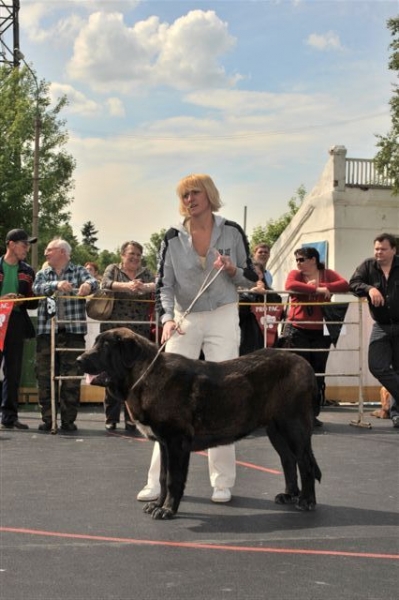 Cueto de Buxionte - Puppy class males, The Cup of Pro Pac 2009, Noginsk, 07.06.09 
Keywords: 2009 cortedemadrid