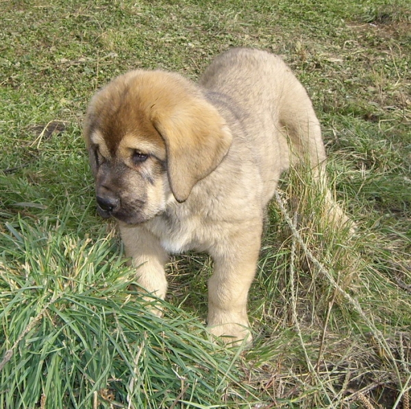 Curro del Molino de la Roma - 2 meses
Terry x Babiana de Babia 
10.09.2007   

Keywords: puppyspain puppy cachorro