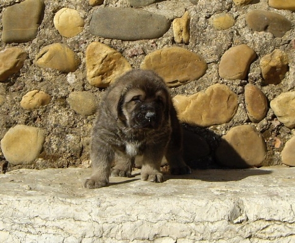 Curro del Molino de la Roma 30 dias
Terry x Babiana de Babia 
10.09.2007   

Keywords: puppyspain puppy cachorro