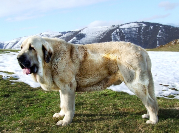 DANUBIO DE DUELOS Y QUEBRANTOS
JOVEN MACHO DE MASTIN ESPAÑOL, 24 MESES
Keywords: DANUBIO snow nieve