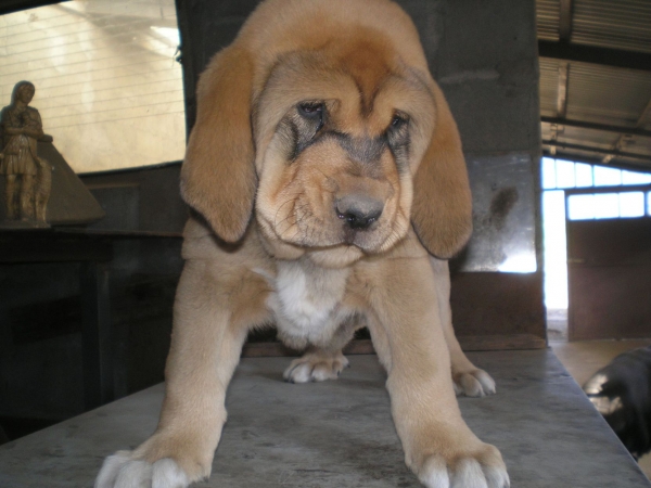 Diana de Buxionte - 2 meses
Surco de Fuente Mimbre x Candela de Buxionte
Nacida: 22.07.2008 
Keywords: puppyspain puppy cachorro leonvera