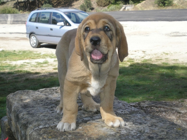 Diana de Buxionte
Surco de Fuente Mimbre x Candela de Buxionte
Nacida: 22.07.2008
Keywords: puppyspain puppy cachorro leonvera