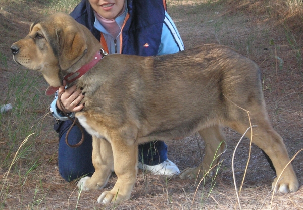 Diana de Buixonte - 3½ meses
Surco de Fuente Mimbre x Candela de Buxionte
Nacida: 22.07.2008 
Ključne reči: leonvera