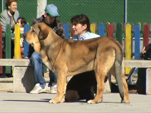 DIANA 7 meses: Muy bueno - Clase cachorro hembra, Viana de Cega, España, 07.03.2009
Mots-clés: 2009 leonvera