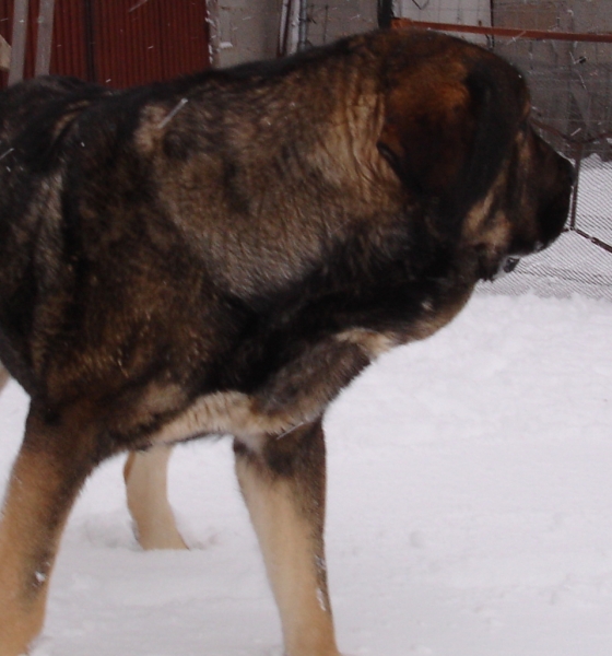 Aslan de Puerto Canencia 25 meses
Ch. Barco de Montes del Pardo X Loba de Los Piscardos
Keywords: canencia