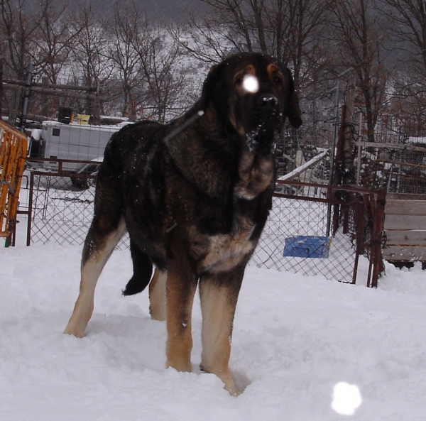 Aslan de Puerto Canencia 25 meses
Ch. Barco de Montes del Pardo X Loba de Los Piscardos
Keywords: canencia