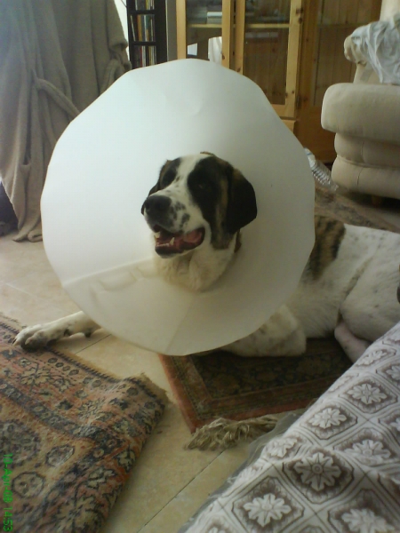 Bertie after the hip operation
