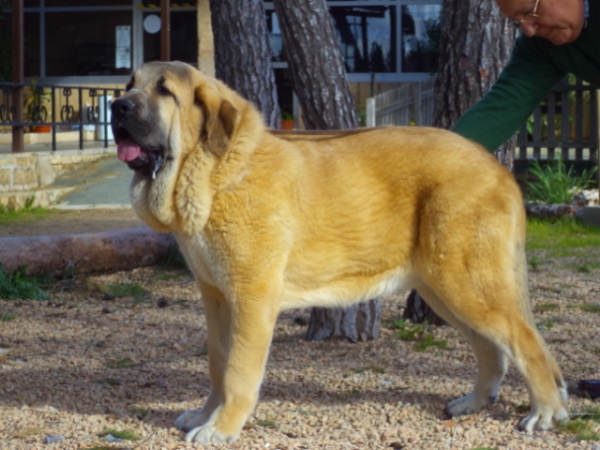 Romero de Zambranita - "Ortibel'li"
nearly 7 months 
Keywords: ortibelli puppyspain