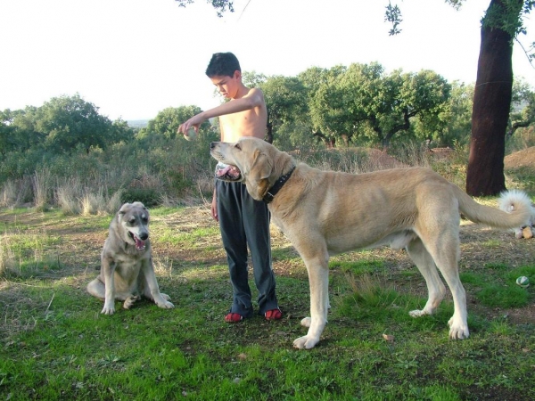 Bartolo
Bartolo, mastin leones de 4 años y medio. Desconozco los padres. 
Fabulosa estampa ( 91 cm hasta la cruz ) y gran cabeza.
Keywords: kids bartolo mastin perro conde extremeÃ±o leones leon caceres