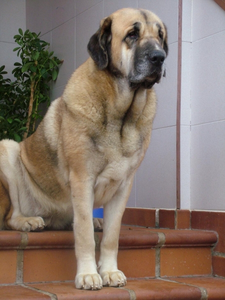 Venus de MONTES DEL PARDO
VENUS, edad 23 meses, hija de SULTÁN DE LA VICHERIZA X SENDA DE LACIANA
Keywords: Venus mastin perro montes del pardo conde extremeÃ±o leones leon caceres bartolo