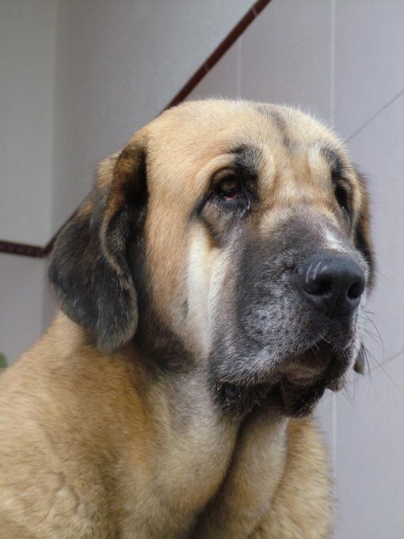 Venus de MONTES DEL PARDO
VENUS, edad 23 meses, hija de SULTÁN DE LA VICHERIZA X SENDA DE LACIANA
Keywords: head portrait cabeza Venus mastin perro conde extremeÃ±o leones leon caceres bartolo