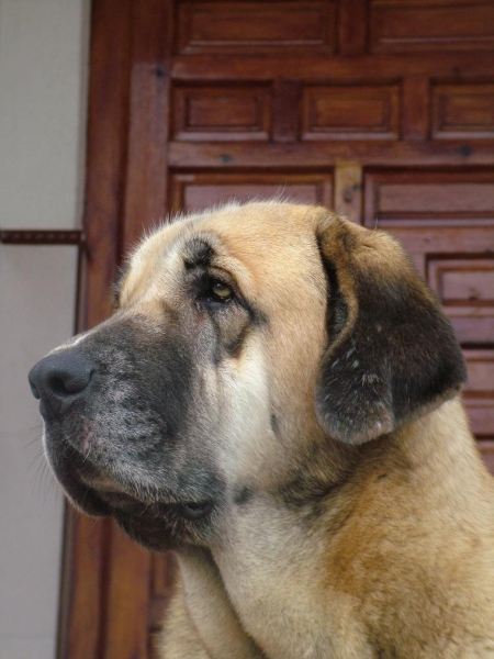 Venus de MONTES DEL PARDO
VENUS, edad 23 meses, hija de SULTÁN DE LA VICHERIZA X SENDA DE LACIANA
Keywords: head portrait cabeza Venus mastin perro conde extremeÃ±o leones leon caceres bartolo