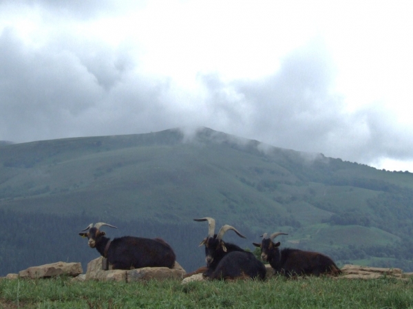 cabras de duelos y quebrantos
cabras en la montaña
Keywords: DUELOS Y QUEBRANTOS