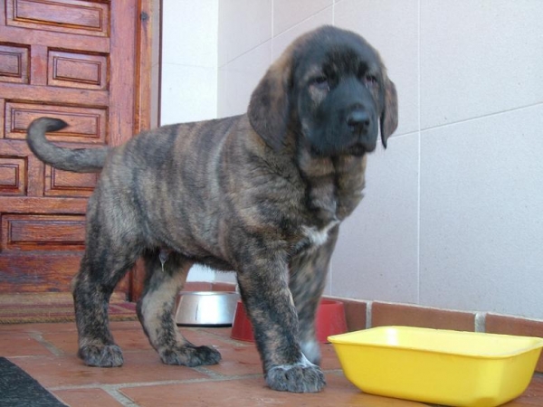 BRIBÓN de AUTOCAN  - Nov 2007 (Serio x Bella de Autocan)
He is called BRIBÓN is a son of SERIO and BELLA of Autocan (León - Spain).

He is 1 month and 22 days of old and his weight is 12.300 kg. 
Keywords: autocan bribÃ³n conde extremeÃ±o leones caceres bartolo autocan