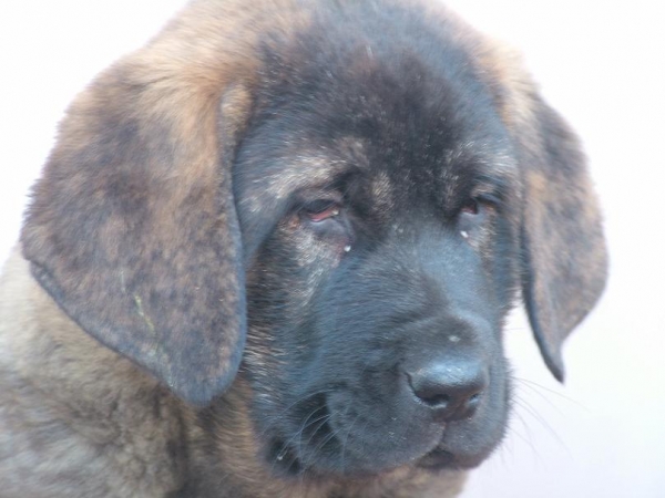 BRIBÓN de AUTOCAN - Nov 2007 (Serio x Bella de Autocan)
He is called BRIBÓN is a son of SERIO and BELLA of Autocan (León - Spain).

He is 1 month and 22 days of old and his weight is 12.300 kg. 
Keywords: conde puppyspain puppy cachorro