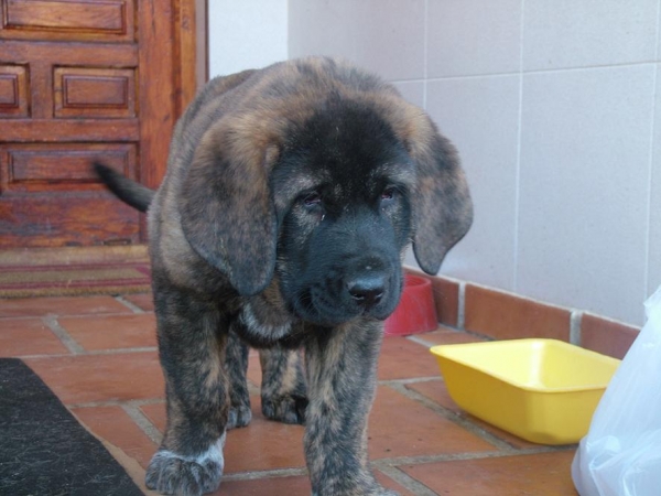 BRIBÓN de AUTOCAN - Nov 2007
 
He is called BRIBÓN is a son of SERIO and BELLA of Autocan (León - Spain).

He is 1 month and 22 days of old and his weight is 12.300 kg.  

Keywords: autocan bribÃ³n conde extremeÃ±o leones caceres bartolo autocan