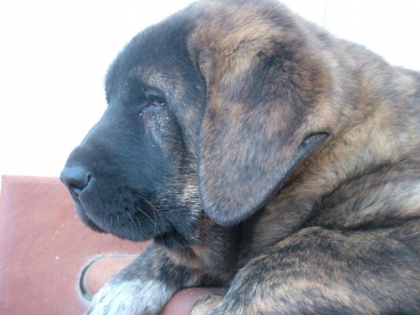 BRIBÓN de AUTOCAN - Nov 2007
He is called BRIBÓN is a son of SERIO and BELLA of Autocan (León - Spain).

He is 1 month and 22 days of old and his weight is 12.300 kg. 
Keywords: head portrait cabeza conde