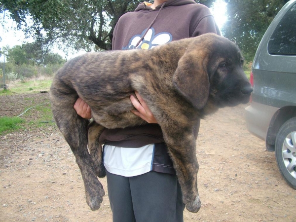 BRIBÓN de AUTOCAN ( 2 meses y 4 días ).
Hijo de Serio X Bella de Autocan (León-España). 
Keywords: puppyspain conde