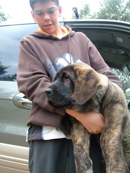 BRIBÓN de AUTOCAN ( 2 meses y 4 días )
Hijo de Serio X Bella de Autocan (León-España)
Keywords: puppyspain conde