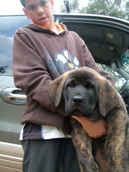 BRIBÓN de AUTOCAN ( 2 meses y 4 días )
Hijo de Serio X Bella de Autocan (León-España). 
Keywords: puppyspain head portrait cabeza conde