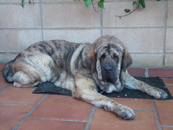 Manuela de Jusiante - (15 meses)
Keywords: conde