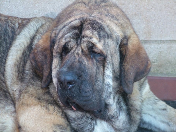 Manuela de Jusiante (15 meses)
Keywords: conde head portrait cabeza